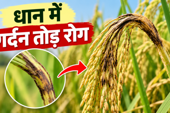 Dhaan Mein Gardan Tod Rog