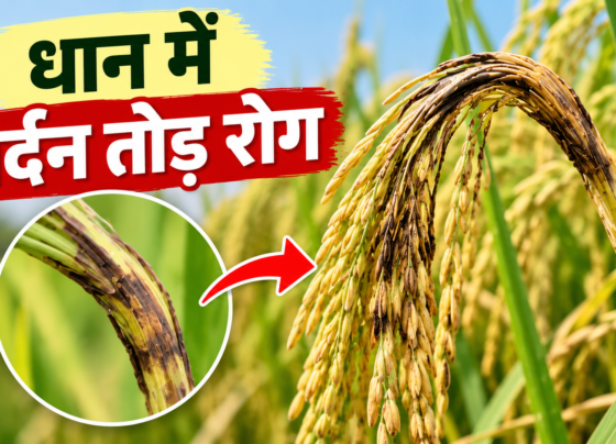 Dhaan Mein Gardan Tod Rog