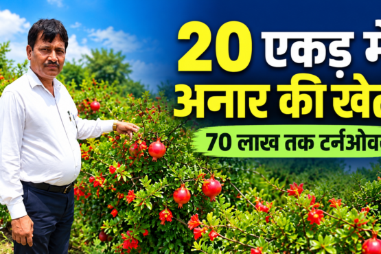 Nihal Singh Anar Ki Kheti Success Story