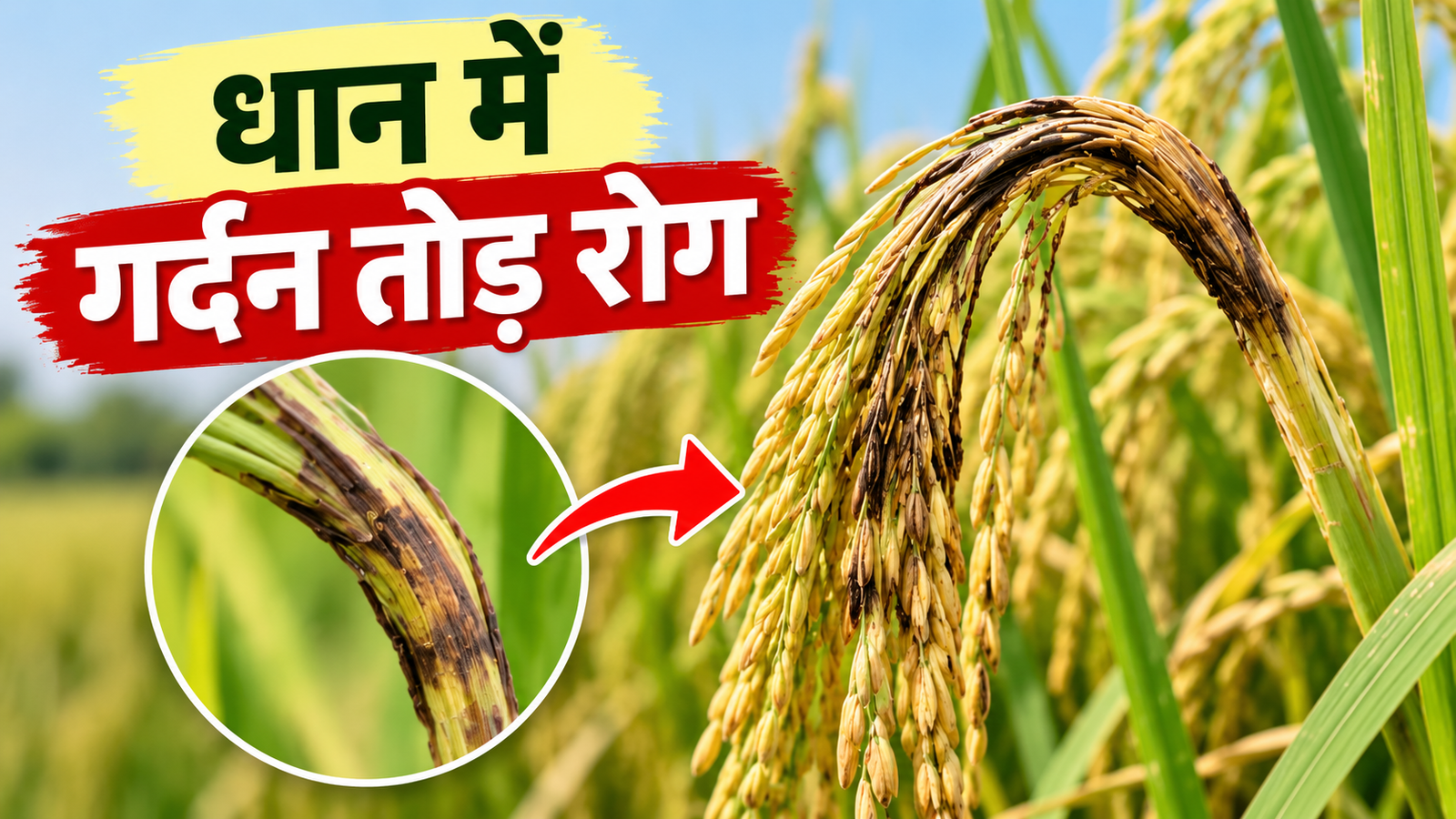धान की बाली निकलते ही झुकने लगी? गर्दन तोड़ रोग का हो सकता है असर, जानें बचाव का तरीका  Dhaan Mein Gardan Tod Rog