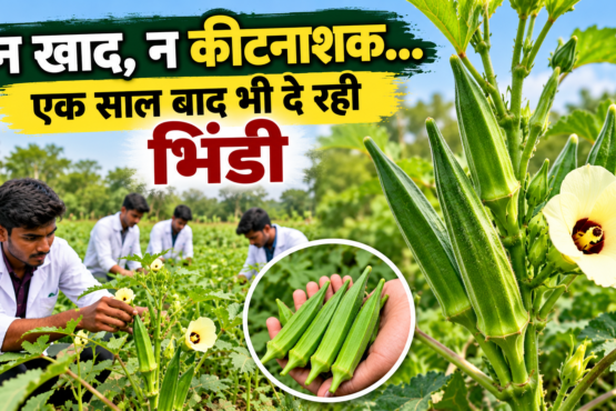 Prakritik Kheti Se Bhindi Ki Kheti