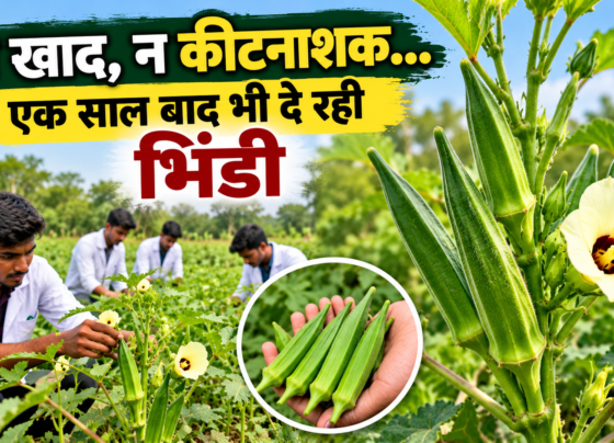 Prakritik Kheti Se Bhindi Ki Kheti