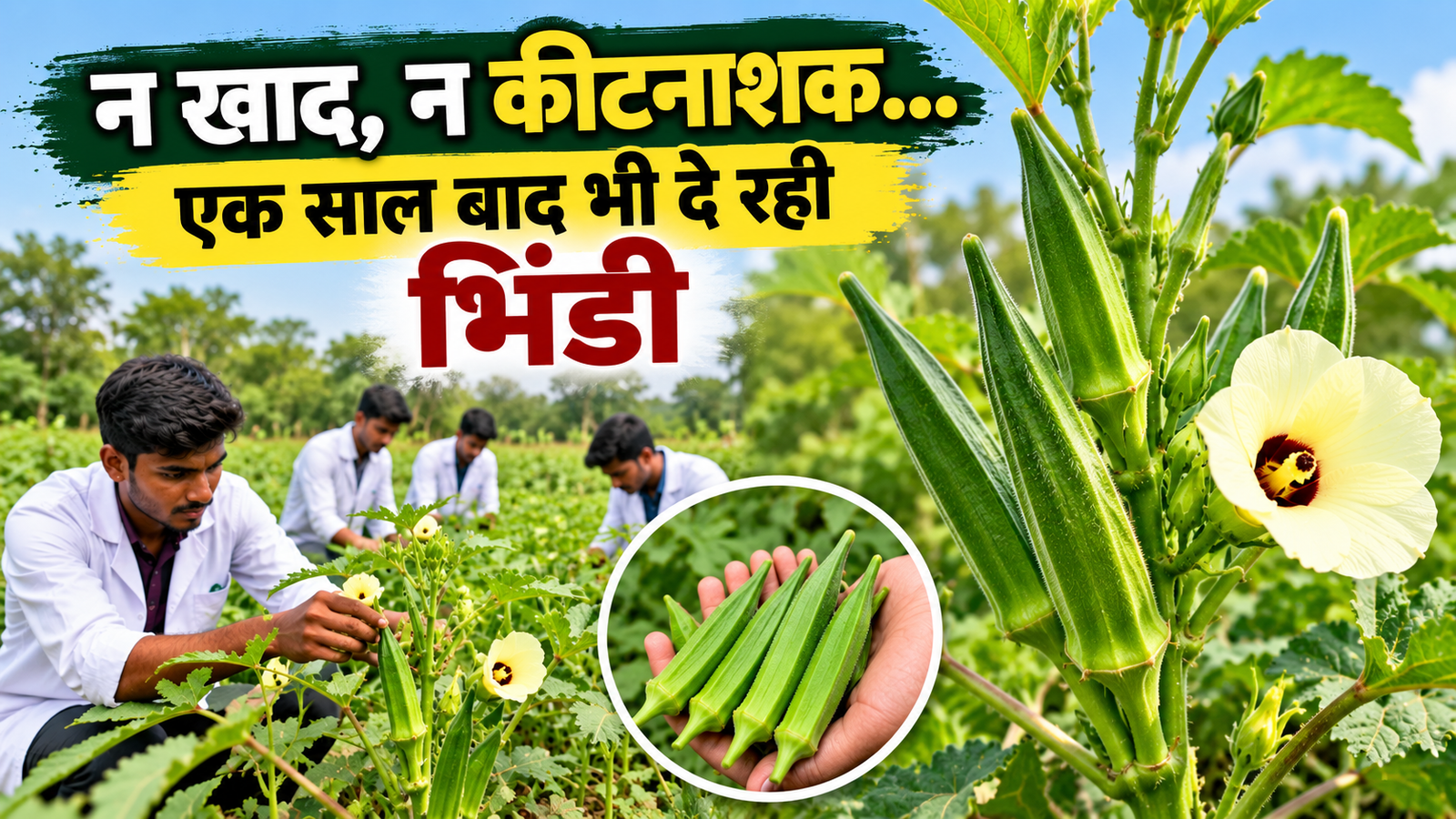 न खाद, न कीटनाशक, एक साल बाद भी फल दे रही भिंडी, प्राकृतिक खेती का अनोखा प्रयोग Prakritik Kheti Se Bhindi Ki Kheti