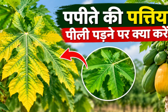 Papite Ki Pattiyan Peeli Padne Par Kya Kare