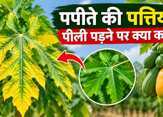 Papite Ki Pattiyan Peeli Padne Par Kya Kare
