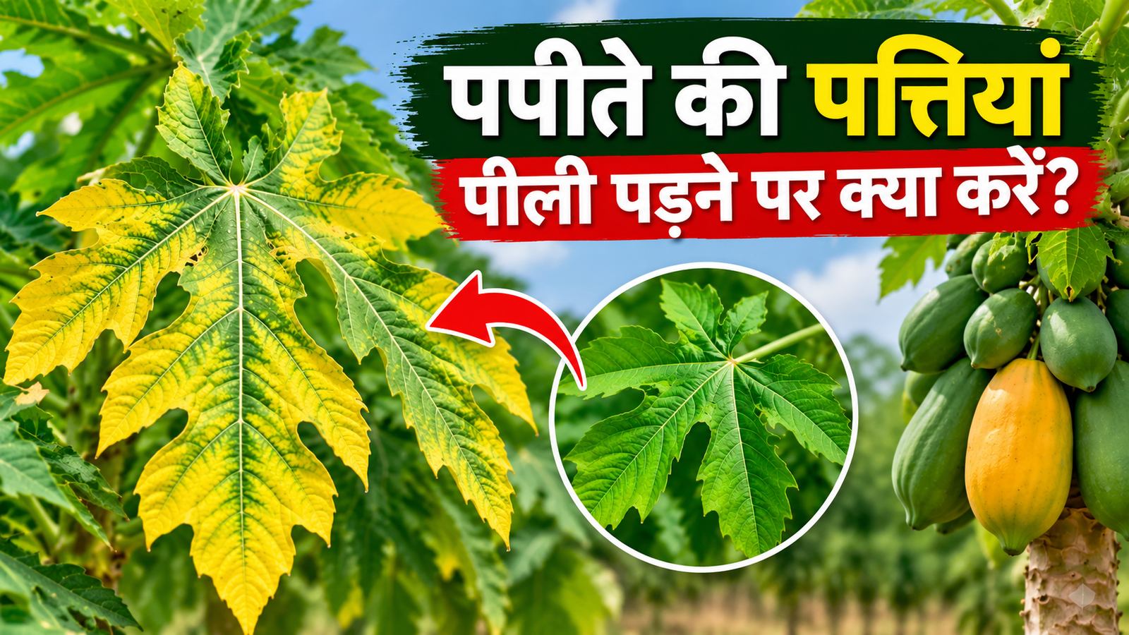 पपीते की पत्तियां पीली पड़ने पर क्या करे? जानें पीलापन दूर करने के उपाय Papite Ki Pattiyan Peeli Padne Par Kya Kare