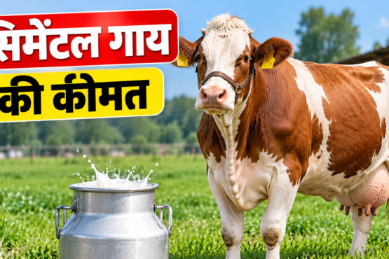 Simmental Gay Ki Kimat