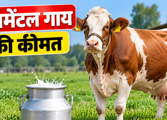 Simmental Gay Ki Kimat