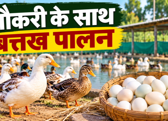 Pramod Kumar Duck Farming Success Story