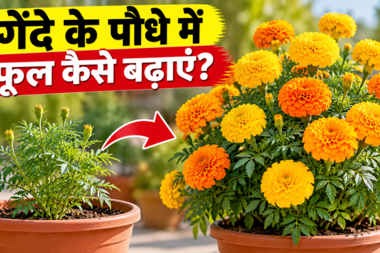 Gende Ke Paudhe Mein Phool Kaise Badhaye?