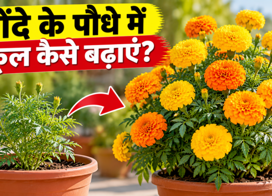 Gende Ke Paudhe Mein Phool Kaise Badhaye?