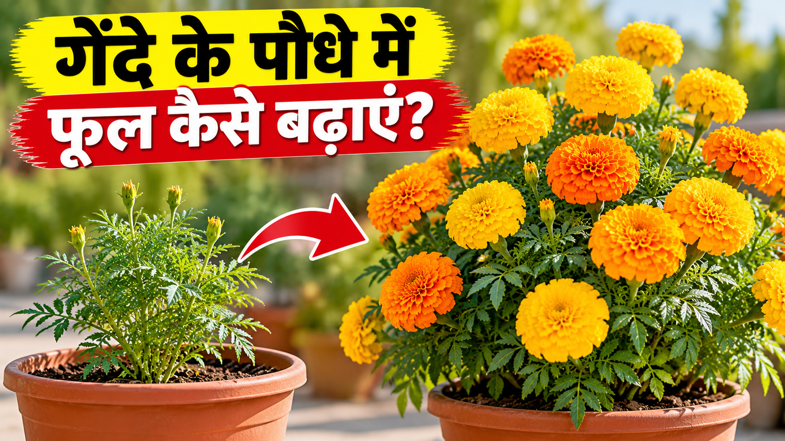 गेंदे के पौधे में फूल कैसे बढ़ाएं, अपनाएं ये 4 आसान तरीके, पौधा खिल उठेगा फूलों से Gende Ke Paudhe Mein Phool Kaise Badhaye?