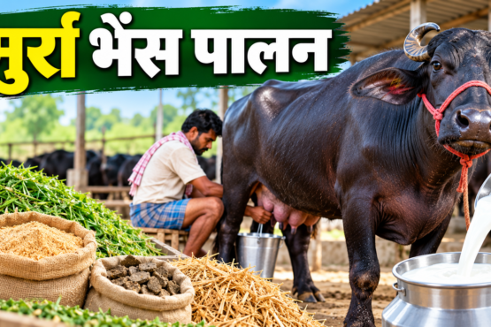 Murrah Bhains Palan