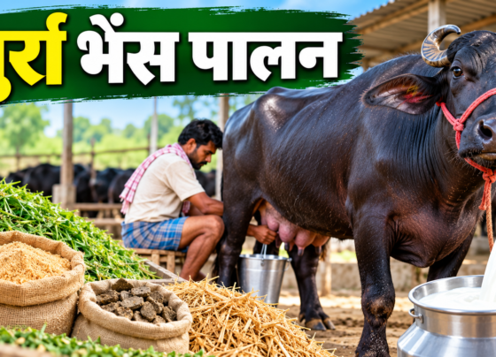 Murrah Bhains Palan