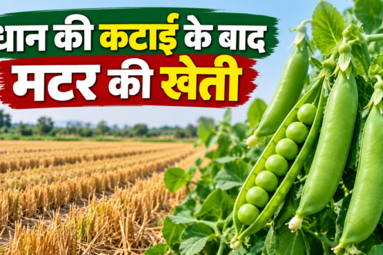 Dhan Ki Katai Ke Baad Matar Ki Kheti