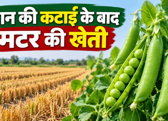 Dhan Ki Katai Ke Baad Matar Ki Kheti