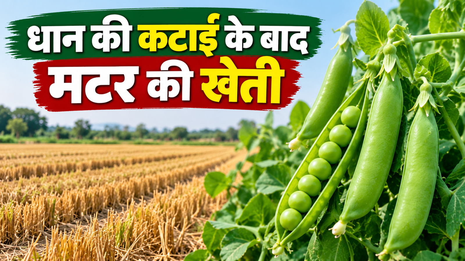 धान की कटाई के बाद मटर की खेती, 5 उन्नत किस्में, 50-60 दिन में मिलेगी फसल Dhan Ki Katai Ke Baad Matar Ki Kheti