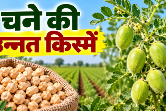 Chane Ki Unnat Kismein