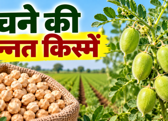 Chane Ki Unnat Kismein