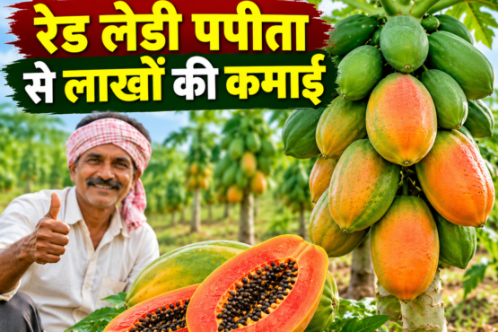 Red Lady Papita Ki Kheti Se Lakho Ki Kamai