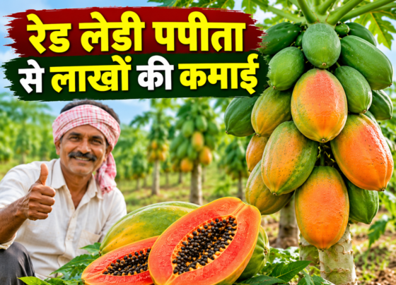 Red Lady Papita Ki Kheti Se Lakho Ki Kamai
