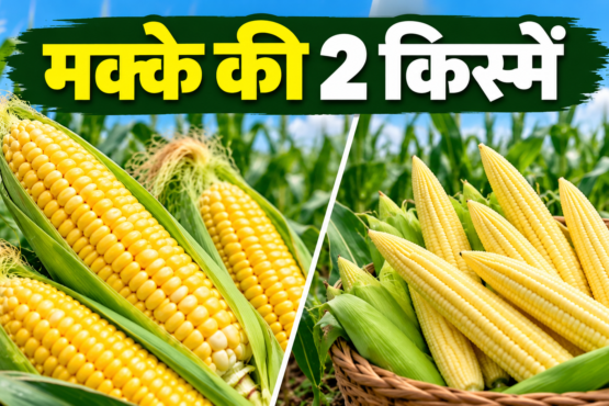 Makke Ki 2 Kismein