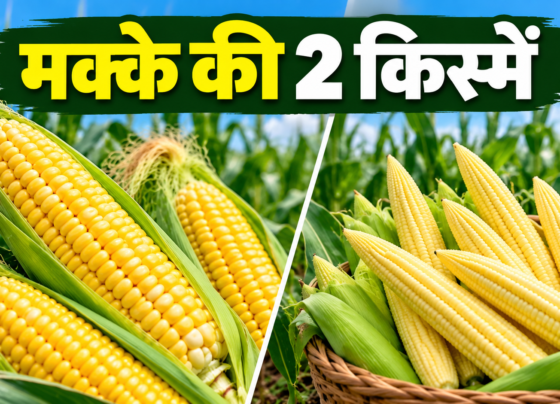 Makke Ki 2 Kismein