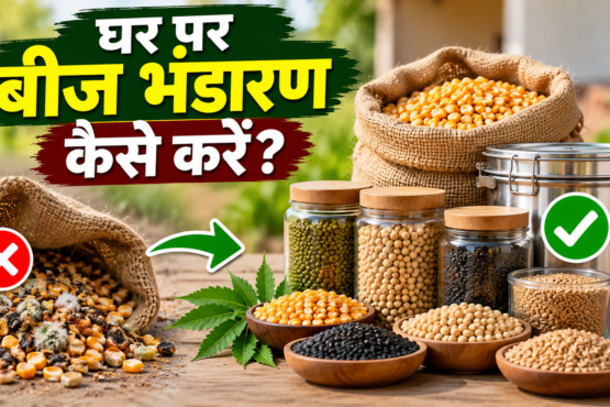 Ghar Par Beej Bhandaran Kaise Karein?