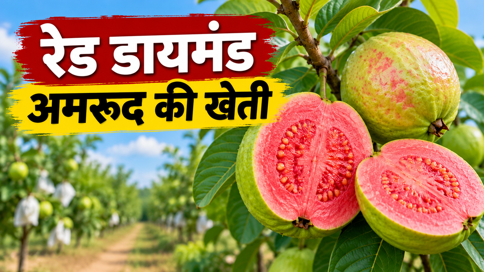 रेड डायमंड अमरूद की खेती कैसे करें? जानें पौधे लगाने से लेकर बेहतर उत्पादन तक की पूरी जानकारी Red Diamond Amrood Ki Kheti Kaise Karein?