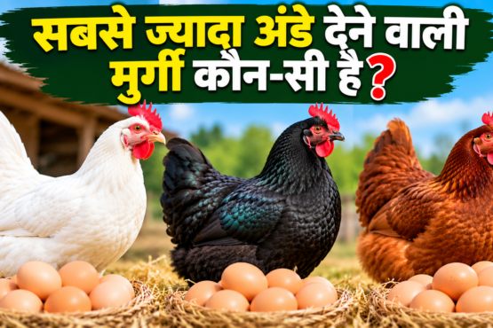 Sabse Jyada Ande Dene Wali Murgi Kaun Si Hai?