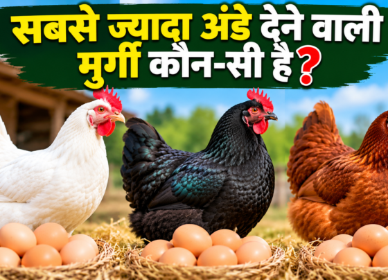 Sabse Jyada Ande Dene Wali Murgi Kaun Si Hai?