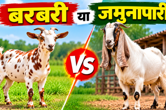 Barbari vs Jamunapari Bakri Palan