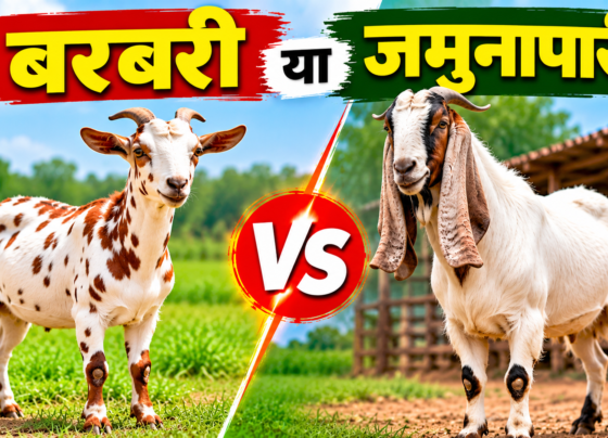 Barbari vs Jamunapari Bakri Palan