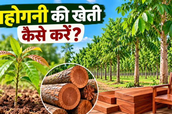 Mahogany Ki Kheti Kaise Kare