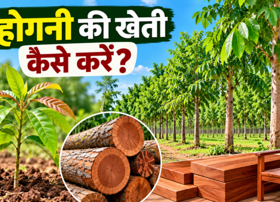 Mahogany Ki Kheti Kaise Kare