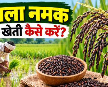 Kala Namak Ki Kheti Kaise Kare