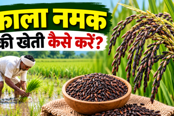 Kala Namak Ki Kheti Kaise Kare