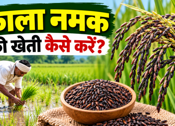 Kala Namak Ki Kheti Kaise Kare