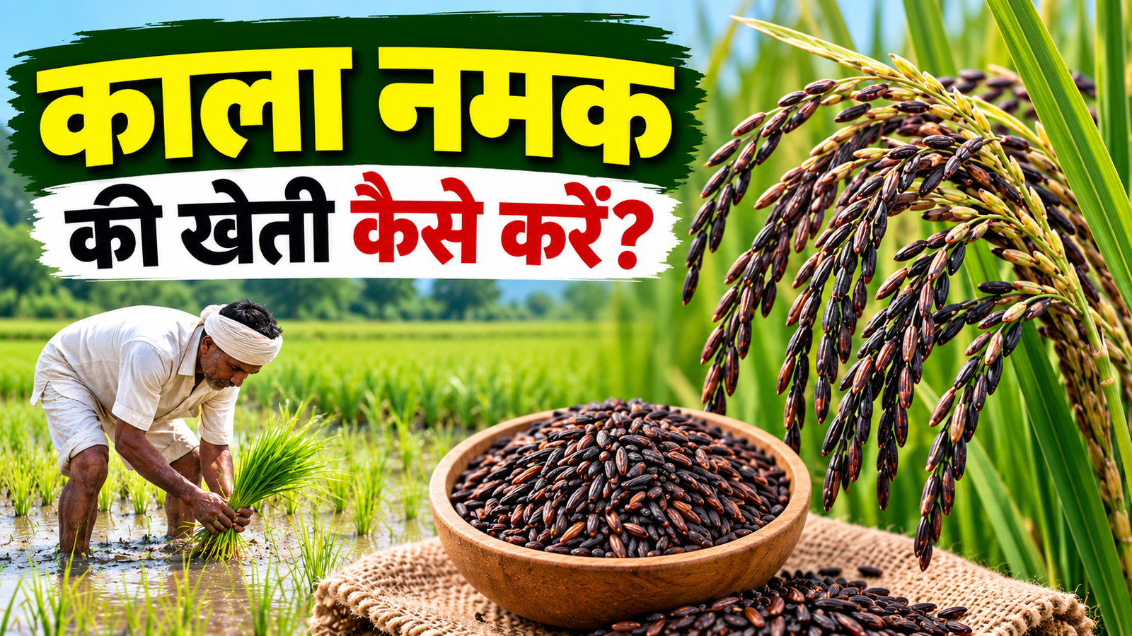 काला नमक की खेती कैसे करें? जानें बुवाई, खाद, सिंचाई और कमाई की पूरी जानकारी Kala Namak Ki Kheti Kaise Kare