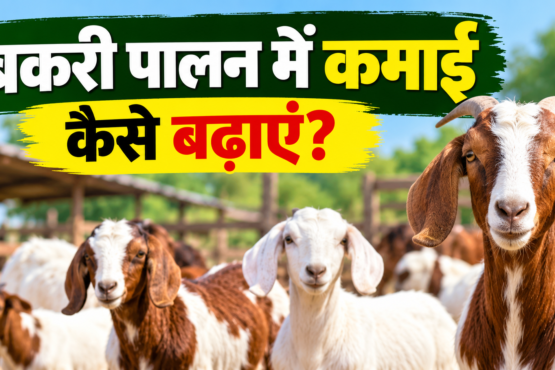 Bakri Palan Me Kamai Kaise Badhaye