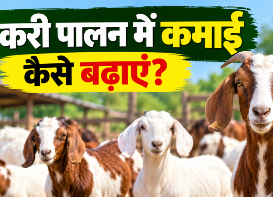 Bakri Palan Me Kamai Kaise Badhaye