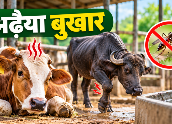 Gaay Bhains Mein Adhaiya Bukhar Se Kaise Bachayein
