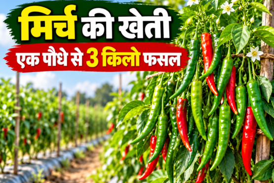 Mirch Ki Kheti