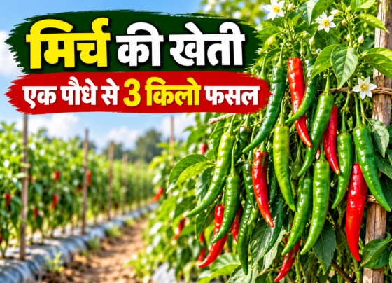 Mirch Ki Kheti