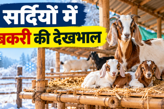 Sardiyon Mein Bakri Ki Dekhbhal