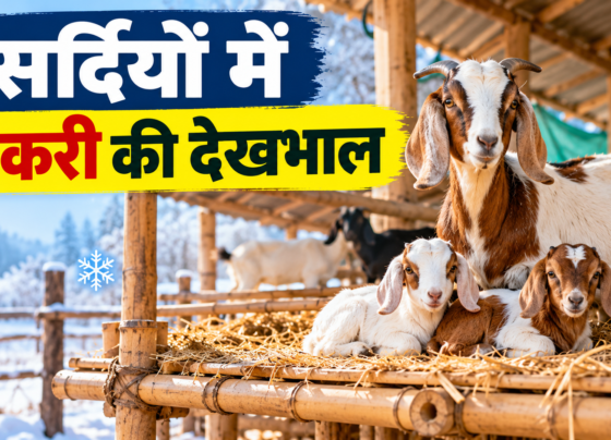 Sardiyon Mein Bakri Ki Dekhbhal