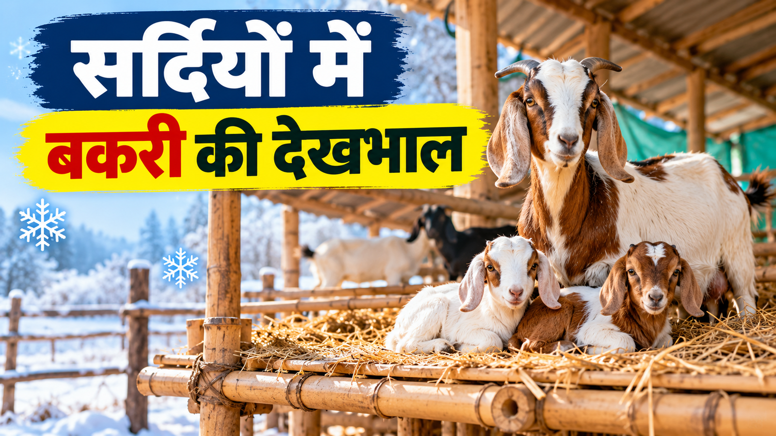 सर्दियों में बकरी की देखभाल, ठंड और गीलेपन से बकरियों को बचाने के आसान तरीके Sardiyon Mein Bakri Ki Dekhbhal