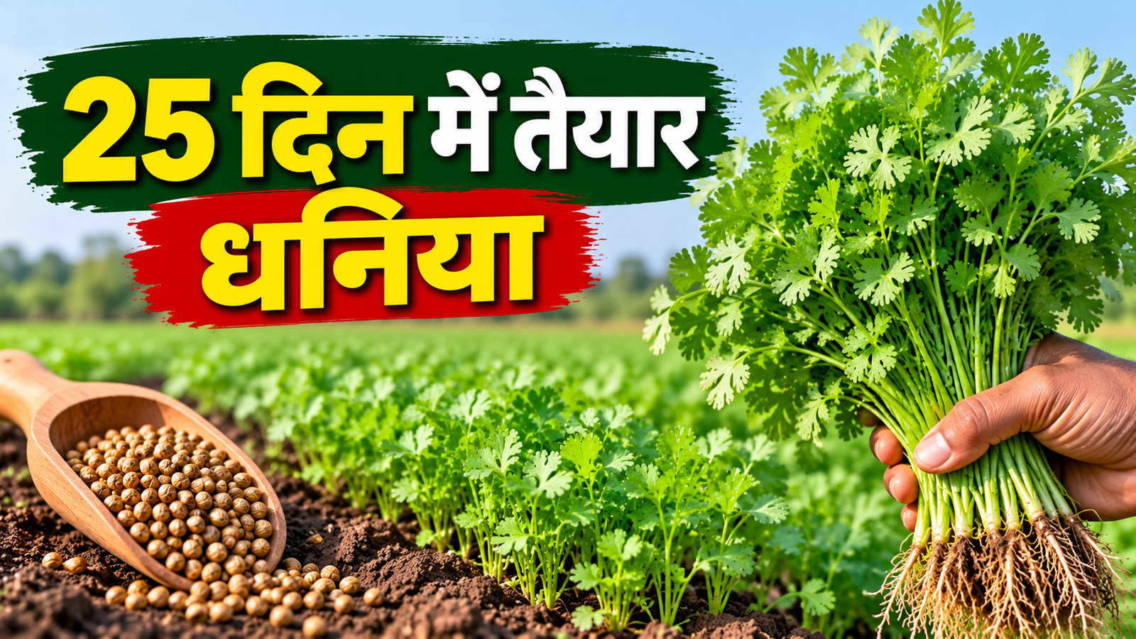 Dhania Ki Kheti: 25 दिन में तैयार होता है यह धनिया, अक्टूबर में बुवाई का सही समय
