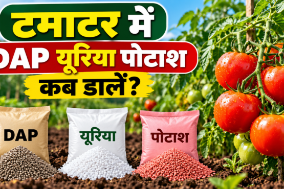 Tomato Mein DAP Urea Potash Kab Dalen?