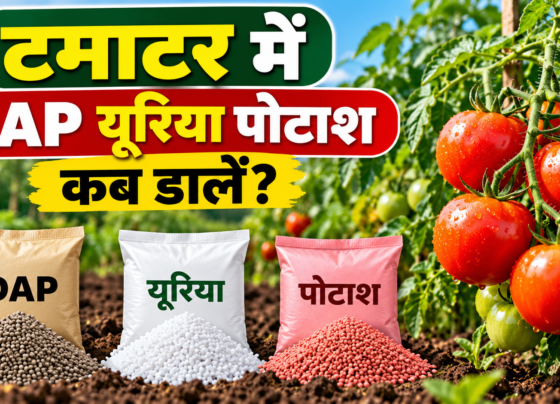 Tomato Mein DAP Urea Potash Kab Dalen?